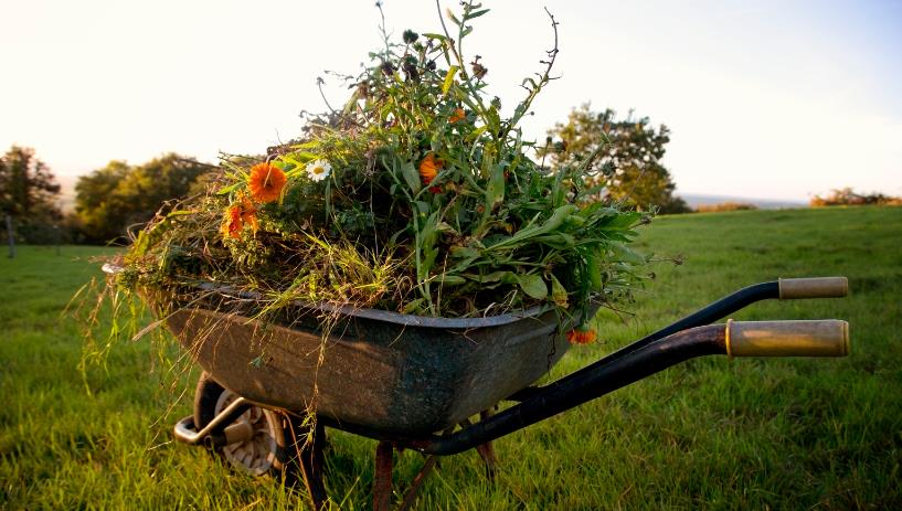 Garden Waste Removal in Islington